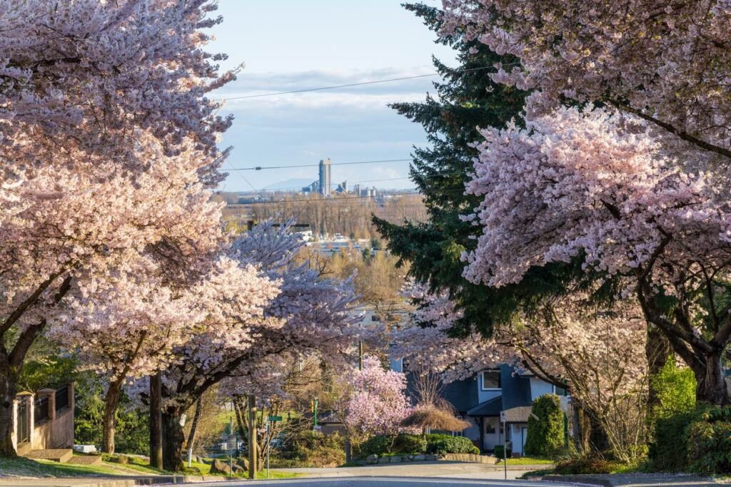 Residential Vancouver street lined with blooming pink cherry blossom trees forming a floral canopy.