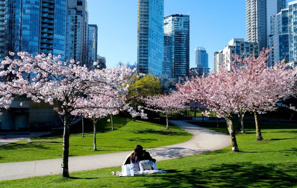 People sitting on a lawn under blooming cherry blossom trees with Vancouver city skyscrapers in the background.