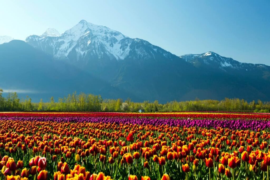 Vibrant rows of orange and purple Fraser Valley tulips with snow-capped mountains in the background.