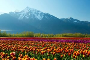 Vibrant rows of orange and purple Fraser Valley tulips with snow-capped mountains in the background.