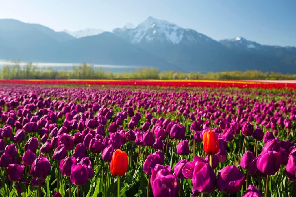 Close-up of deep purple tulips with two standout red tulips in a Fraser Valley tulip field.