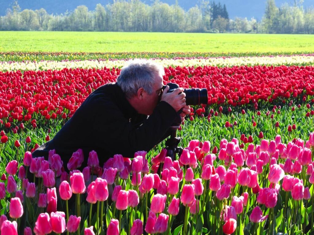 A photographer using a tripod to capture professional shots of pink and red Fraser Valley tulips.